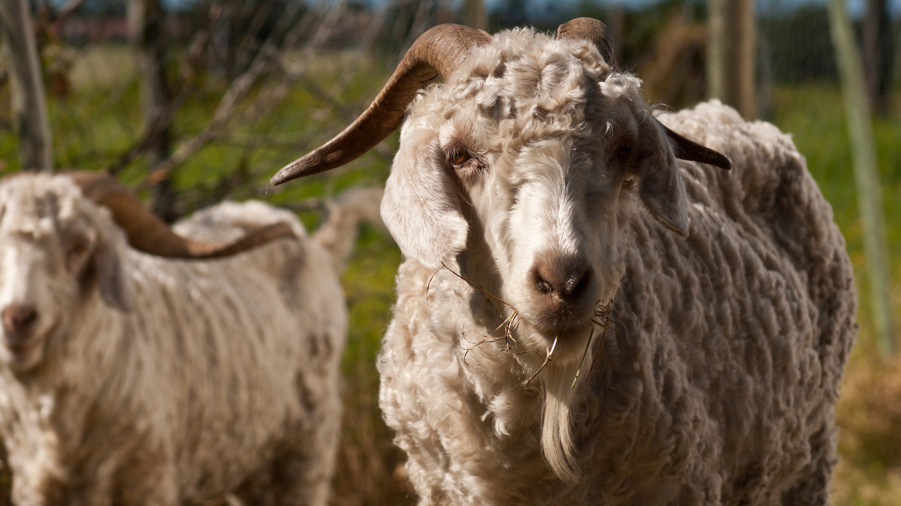 Two angora goats outside Two angora goats outside