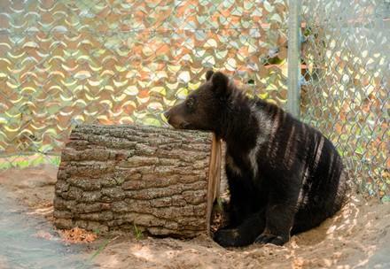 Brown bear family rescued after years as hotel entertainment in Ukraine