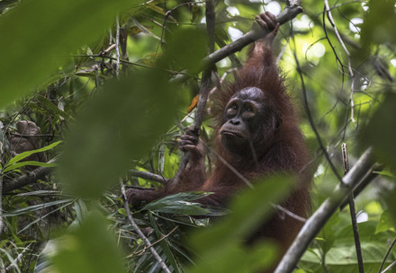 Orangutan Lestari