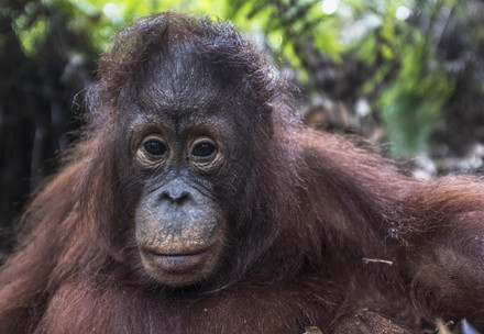 Orangutan Gonda