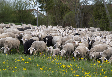 Merino sheep in a field in Germany