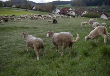 Merino sheep in a field
