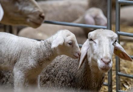 A lamb and its mother