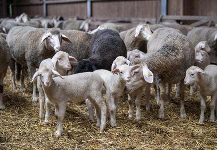Sheep with lambs in a barn