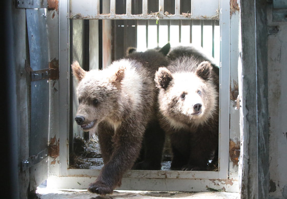 Bears return to their home in White Rock Shelter