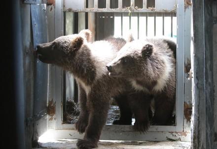 Bear cubs exploited for selfies and petting interactions rescued in Ukraine