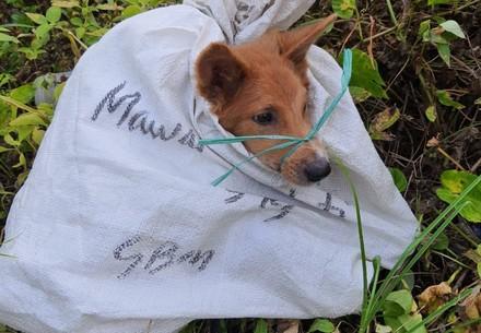 Dog Meat Trade in Indonesia