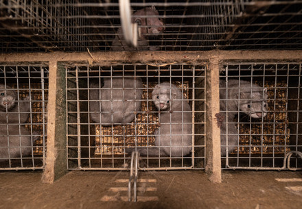Mink in fur farm in poland