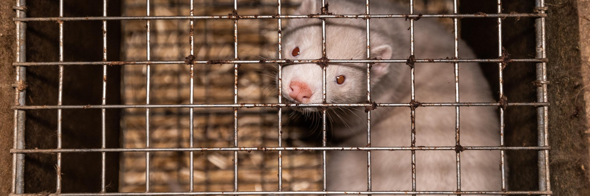 Mink in a cage at a fur farm