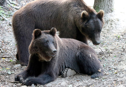 Rescue Bears Frol and Frosia