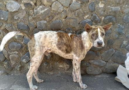 Rescue Dog Bobo Rescue Dog Bobo