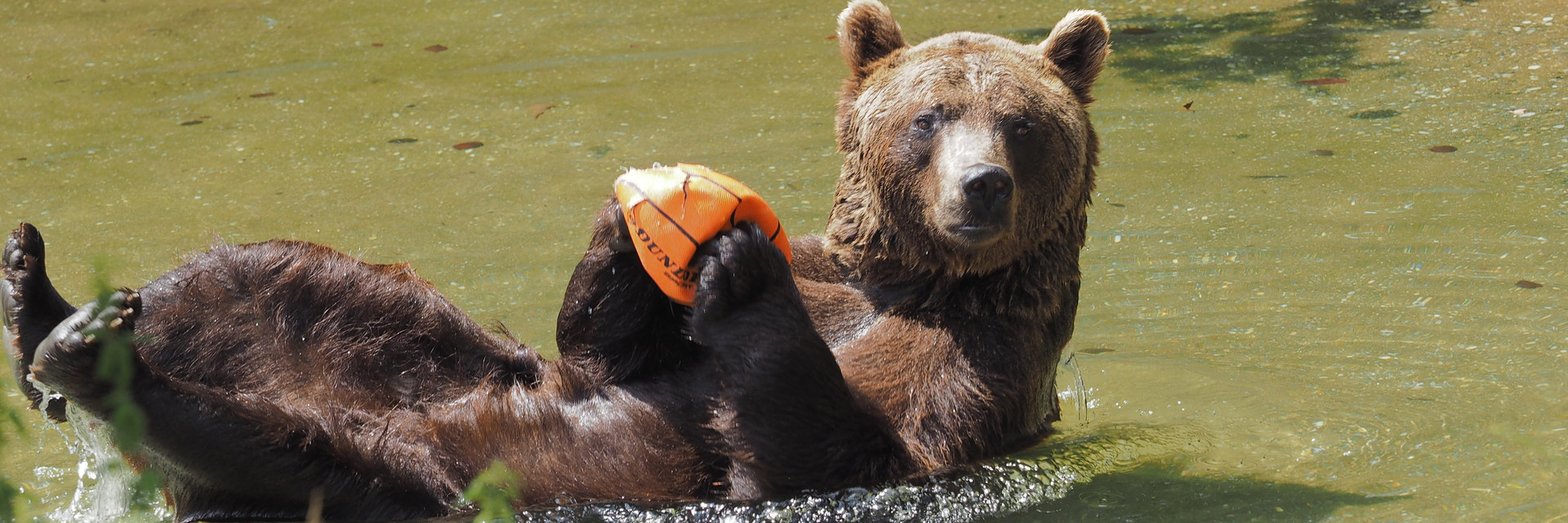 Volunteer at FOUR PAWS