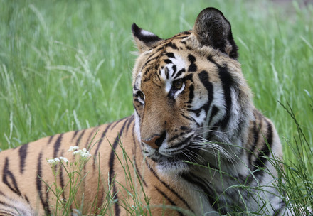 Tiger Tsezar at FELIDA Big Cat Sanctuary.