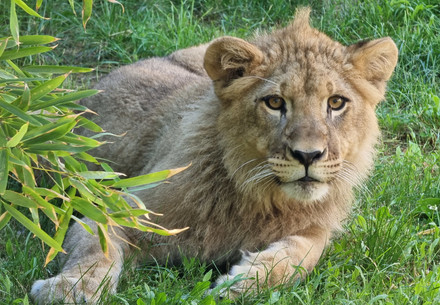 Lion Nikola at FELIDA