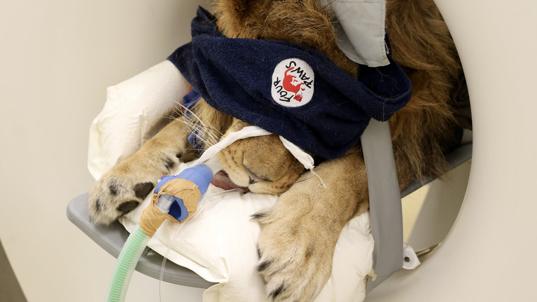 A Gift of Health Lion at an animal clinic