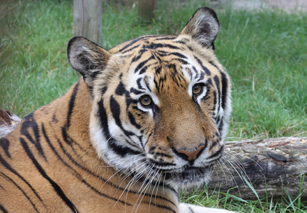 Tiger Tsezar at FELIDA Big Cat Sanctuary