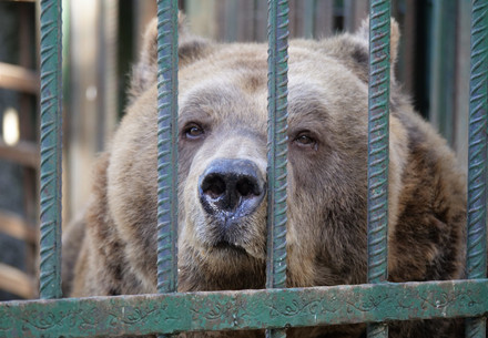 Bear Mark Bear Mark behind bars