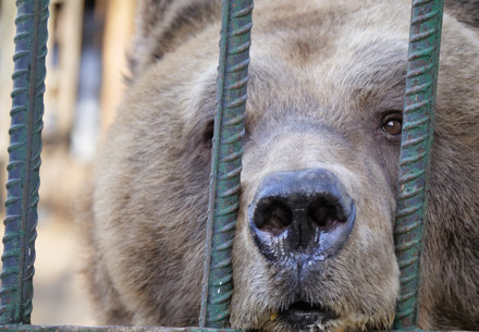 Brown bear in a cage Brown bear in a cage