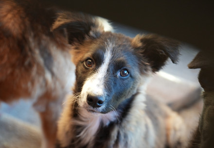 Portrait of a Dog in Speranta Shelter
