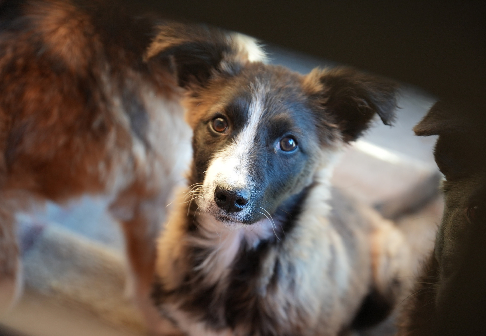 Dog at the clinic in Moldova