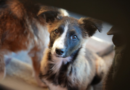 Stray dog in Moldova