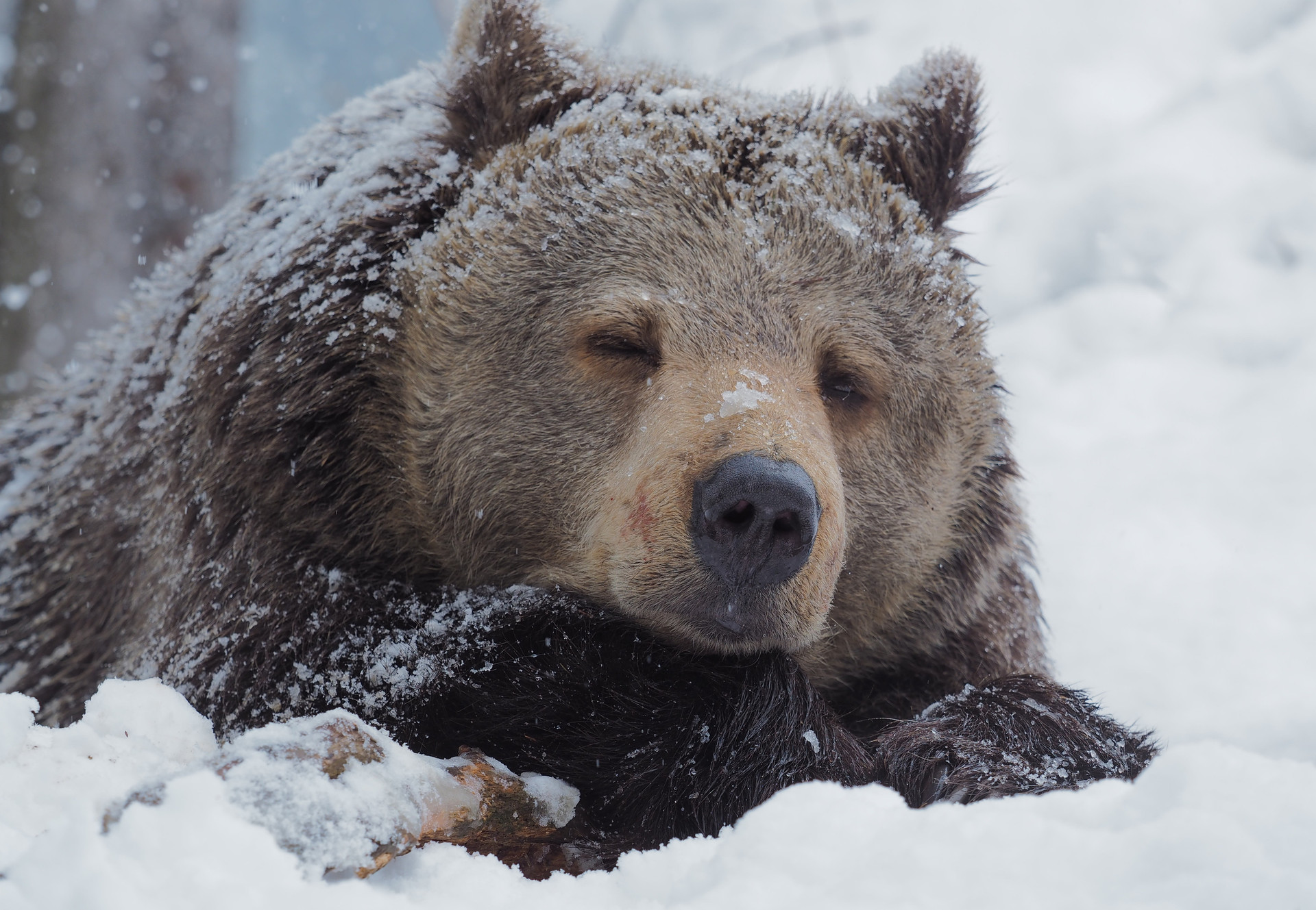 Sanctuary Lead (m/f/d) Bear Brumca at BEAR SANCTUARY Arbesbach