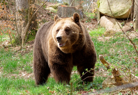 Bear Mark at BEAR SANCTUARY Arbesbach
