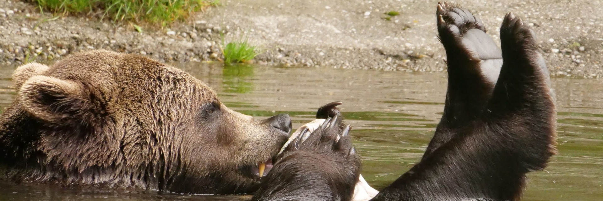 Bear Erich at BEAR SANCTUARY Arbesbach