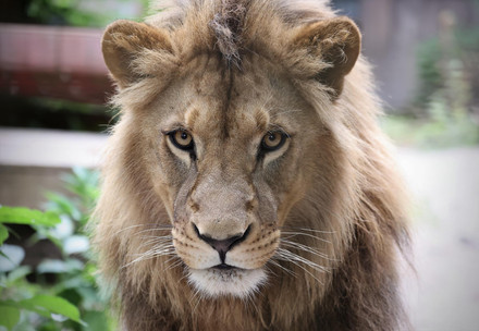 Lion Nikola at FELIDA Big Cat Sanctuary.