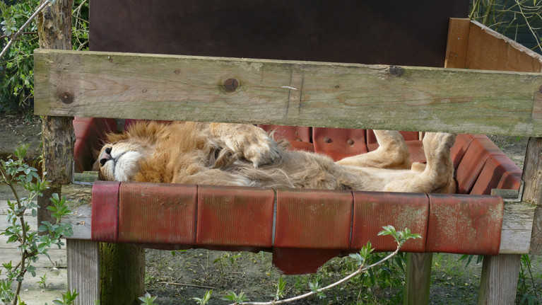 A Gift of Relaxation Lion Simba sleeping at FELIDA Big Cat Sanctuary