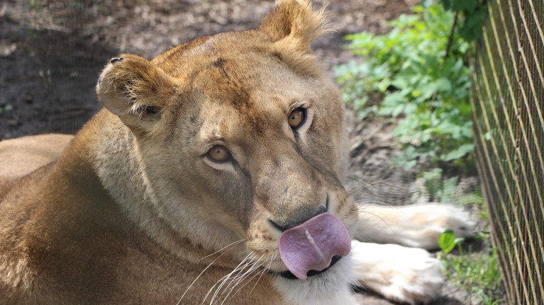 A Gift of Comfort Lioness Elza at FELIDA Big Cat Sanctuary