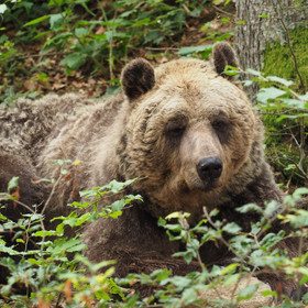 Bear Mark at BEAR SANCTUARY Arbesbach