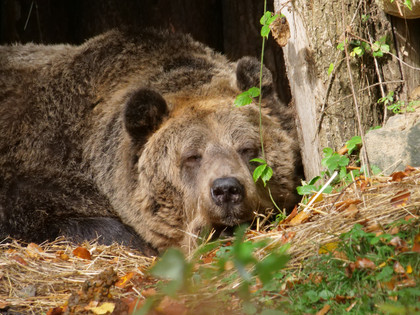Bear Amelia at Arosa