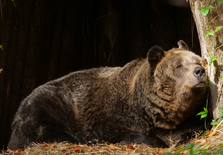 Sleepy bear Mark in his den at BEAR SANCTUARY Arbesbach in Austria