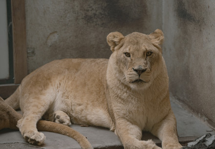 Rescued French circus lioness at a sanctuary