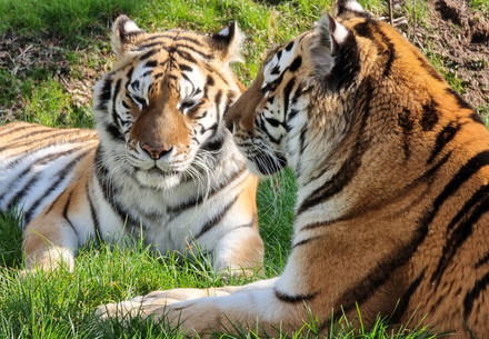 Two tigers laying in grass