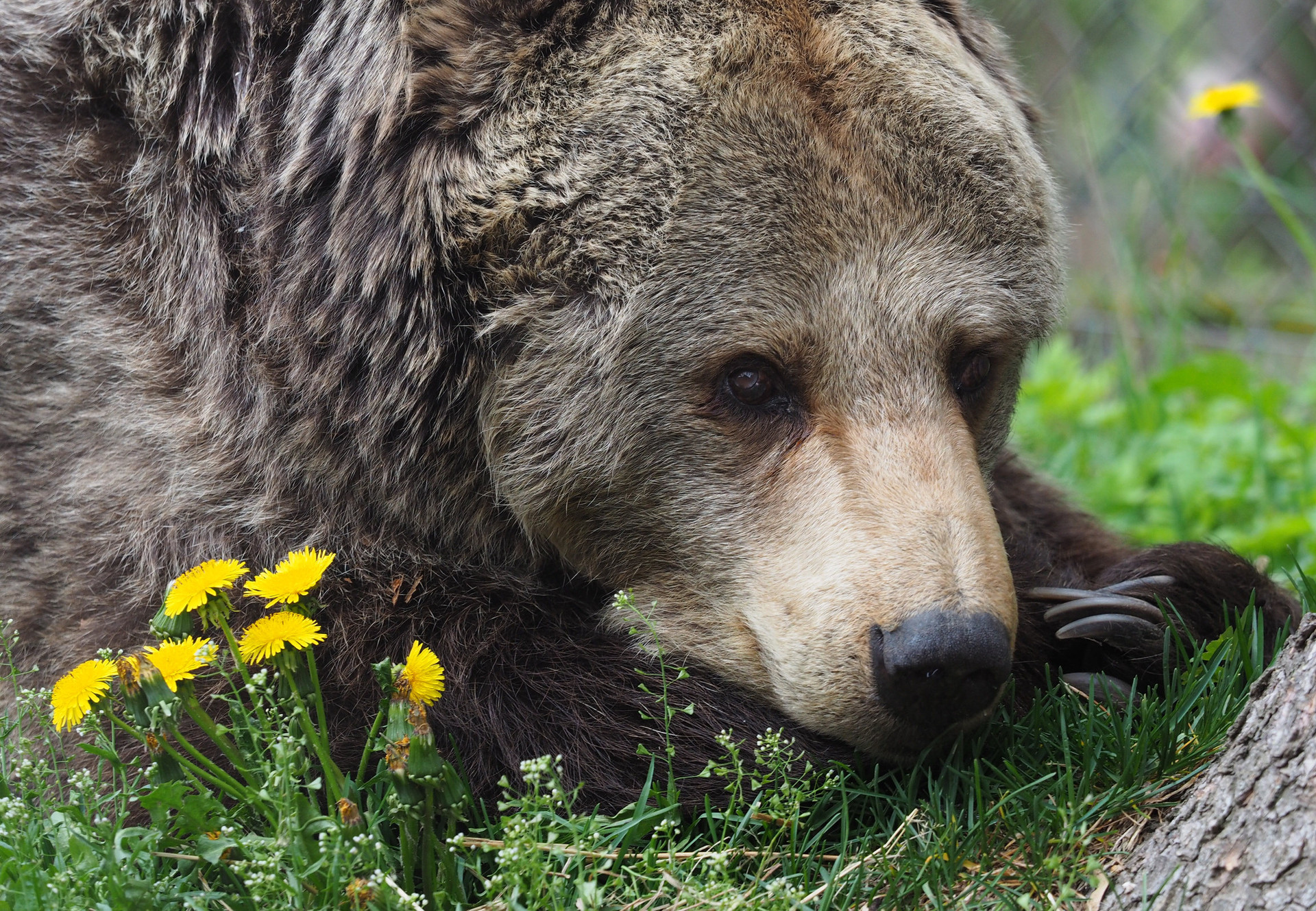 Bear Brumca at BEAR SANCTUARY Arbesbach