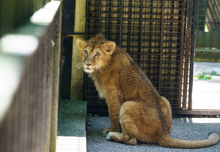Lion cub Mero at his temporary home in a zoo in Czechia