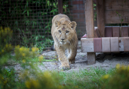 Lion cub Mero walking around his new enclosure in the Netherlands