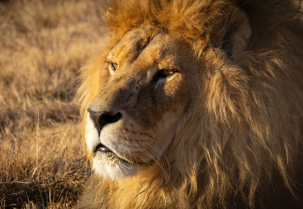 Lion at sanctuary in South Africa