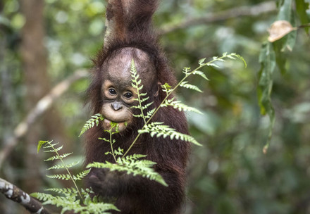 Rescue Orangutan Kartini Orangutan Kartini