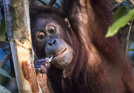 Rescue Orangutan Eska Orangutan Eska