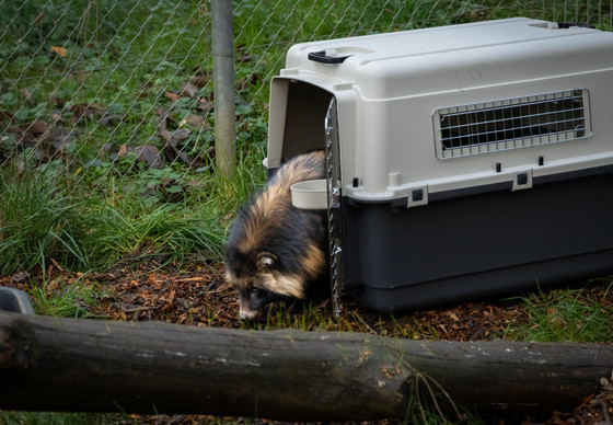 Rescued raccoon dog at TIERART