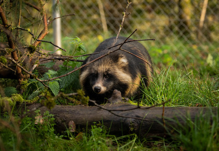 Racccoon dog at TIERART