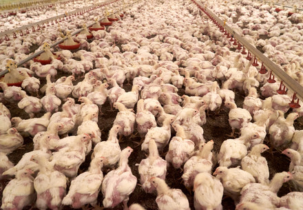 Intensive factory farming of chickens