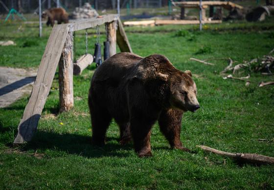 Bear Vova at BEAR SANCTUARY Domazhyr