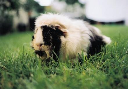 Guinea pig in grass
