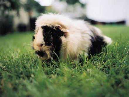 Guinea pigs as pets