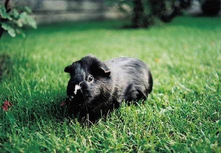 Guinea pig on the grass