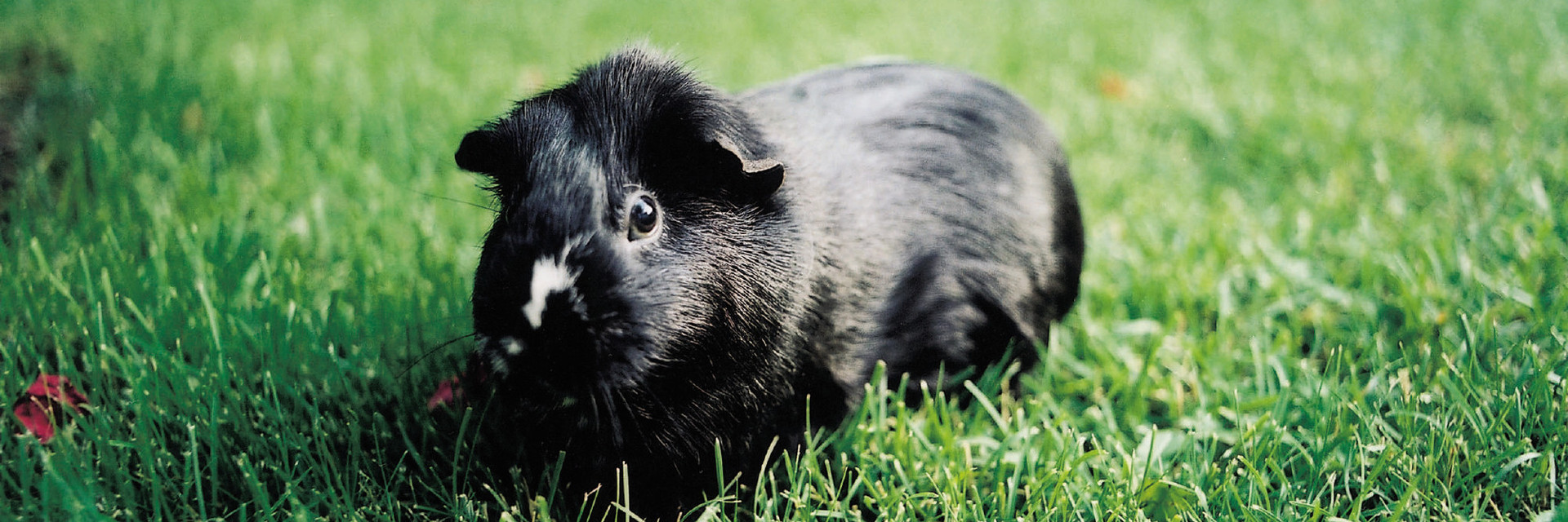 Guinea pig on the grass